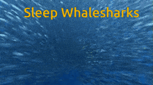 Sleep Whalesharks Whale Sharks GIF - Sleep Whalesharks Whaleshark Whalesharks GIFs