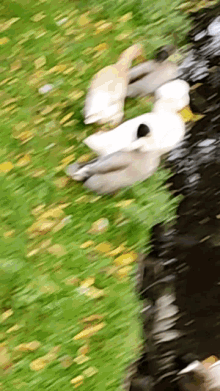 Afro Duck Swimming GIF