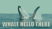 Hello There GIF - Hello There Whale GIFs