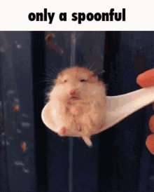 Only A Spoonful Hamster GIF - Only A Spoonful Hamster Cute GIFs
