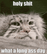 a close up of a cat 's face with the words holy shit what a long ass day .