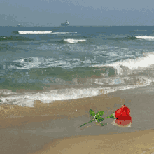 Amore Roses GIF - Amore Roses GIFs