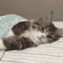 Sleep Cat GIF - Sleep Cat Good Night GIFs