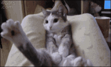 Funny Cat GIF - Funny Cat Legs GIFs