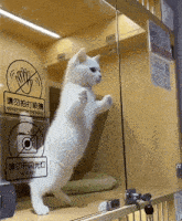 Cat Excited Cat Jumping GIF - Cat Excited Cat Jumping GIFs