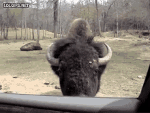 Bison Sniff GIF - Bison Sniff Tongue GIFs