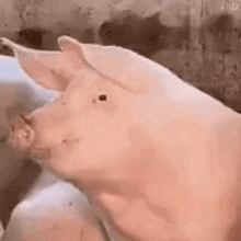 Pig Snout GIF - Pig Snout Attention GIFs