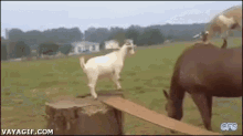 funny animals cool goat jump up rider