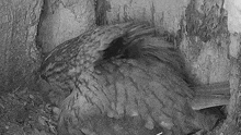 Removing The Shell Tawny Owl GIF - Removing The Shell Tawny Owl Robert E Fuller GIFs