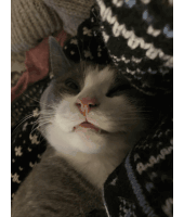 a gray and white cat is laying under a black and white blanket with the word andy on it
