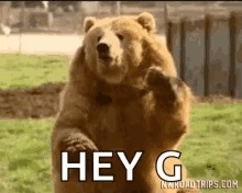 Hey Hello GIF - Hey Hello Bear GIFs