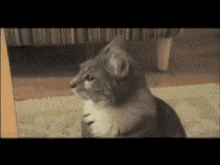 Cat Shock GIF - Cat Shock GIFs