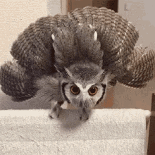 Owl Angry GIF