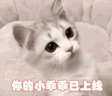 小乖乖 GIF - Bae Kitten Cute GIFs