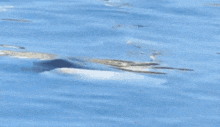 a black and white whale is swimming in a body of water