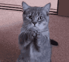 Cat Silly GIF - Cat Silly Beg GIFs