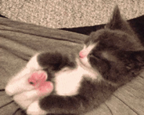 Cutest Cat GIFs | Tenor