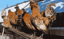 Hiding Rooster GIF