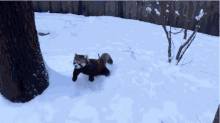 Deep Snow GIF - Deep Snow Red Panda GIFs