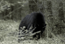 Black Bear GIF