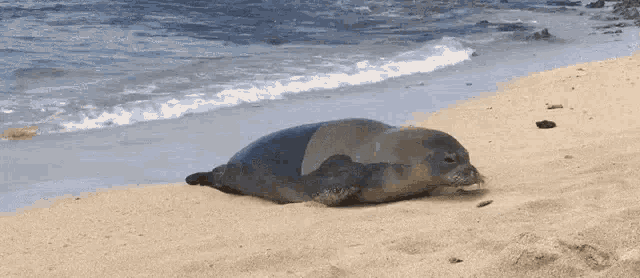 Seal Cute Seal GIF - Seal Cute Seal Seal Cute GIFs