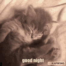 Cat Good Night GIF - Cat Good Night Goodnight Cat GIFs