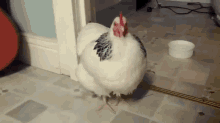 Chicken Sneeze GIF