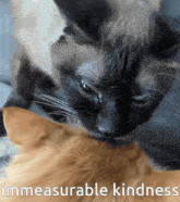 Immeasurable Kindness GIF - Immeasurable Kindness GIFs