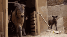 Walking Outside Zara GIF - Walking Outside Zara National Geographic GIFs
