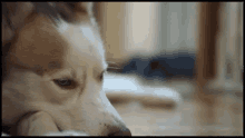 печальный грустный пёс собака GIF - Sad Upset Dog GIFs