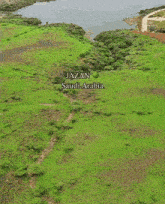 a herd of sheep in a grassy field with the words jazan saudi arabia