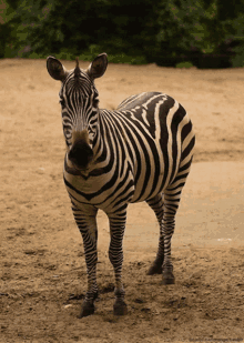 Zebra Animal GIF