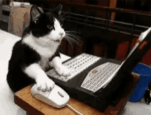 Cat Overtime GIF - Cat Overtime Workaholic GIFs