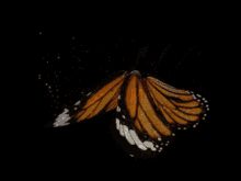 Butterfly Flying GIF - Butterfly Flying Sparkles GIFs