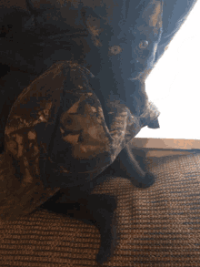 Blank Panther GIF - Blank Panther Turtleclub GIFs