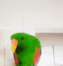 Viralhog Parrot GIF - Viralhog Parrot Bop GIFs