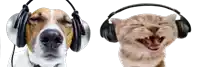 a dog and a cat wearing headphones on their heads .