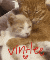 Vin Lee Cat Vinlee GIF