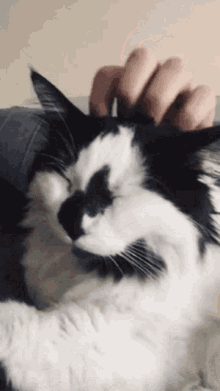 Cat Tuco GIF - Cat Tuco Relax GIFs