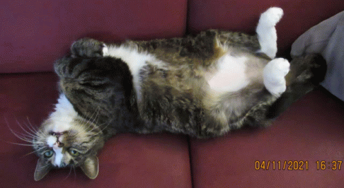 Oh Wie Süssss GIF Oh Wie Süssss Discover & Share GIFs