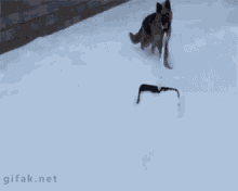 Shoveling Snow GIF - Shovel Dog Snow GIFs