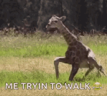 Leg Giraffe GIF - Leg Giraffe Me Trying To Walk GIFs