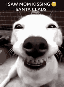 Dog Smile GIF