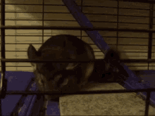 Mouse Cute GIF - Mouse Cute Rat GIFs