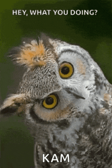 a picture of an owl with the words hey what you doing kam