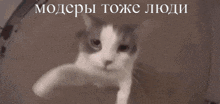 a cat is looking at the camera with a caption in a foreign language behind it