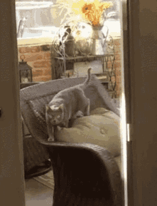 Cat Spin GIF - Cat Spin GIFs
