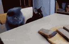 Cat Stealing Bread GIF - Steal Stole Thief GIFs