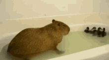 Capybara Fart GIF - Capybara Fart Ducks GIFs