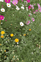 a field of flowers including pink white and yellow flowers